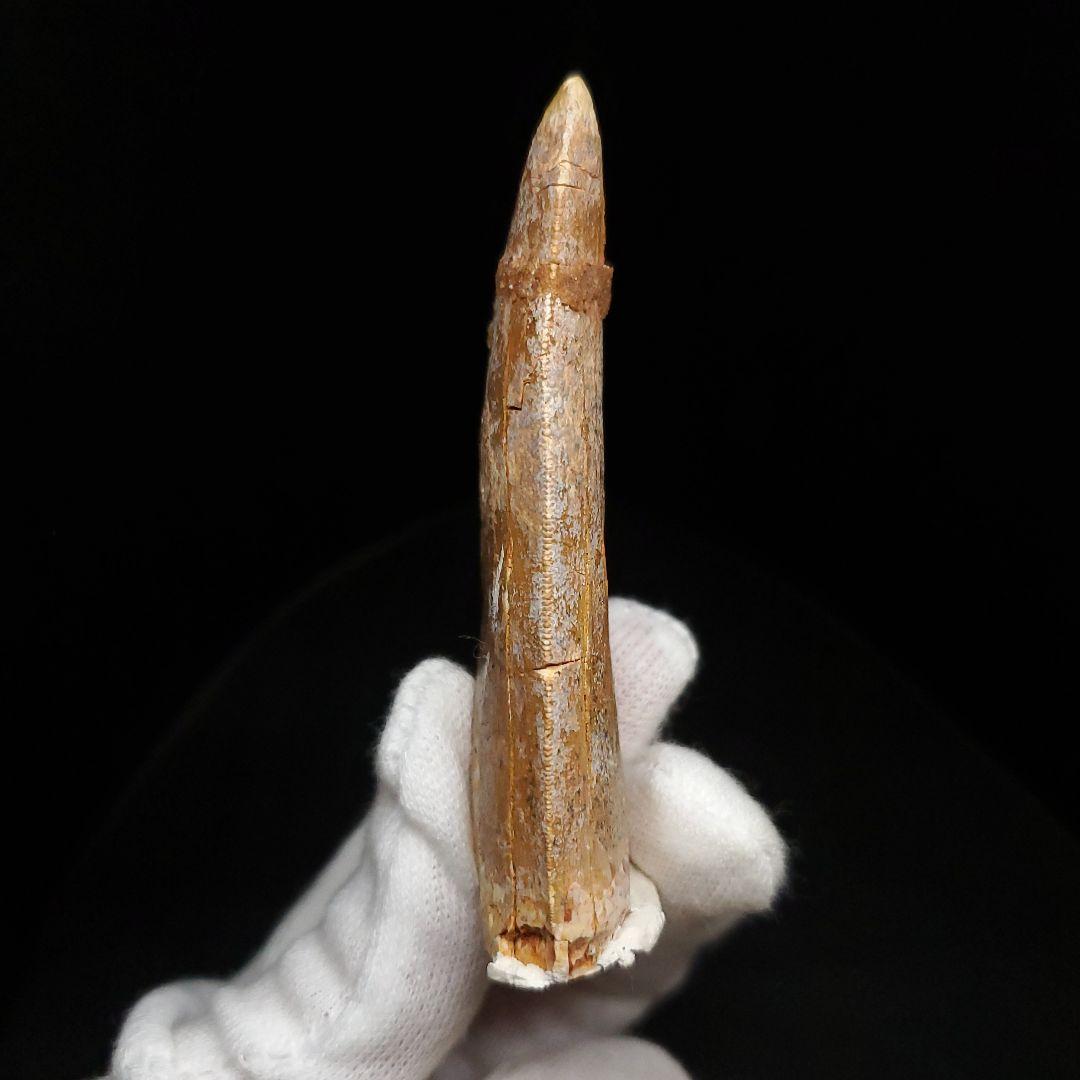 カルカロドントサウルス 歯 化石 本物 モロッコ産 74.06mm fr91