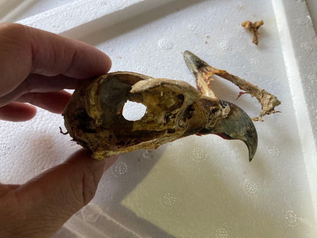 クマタカの頭骨 新作へ向けて クマタカ骨格（模型）確認 | 野生動物画家マンセルHKMの