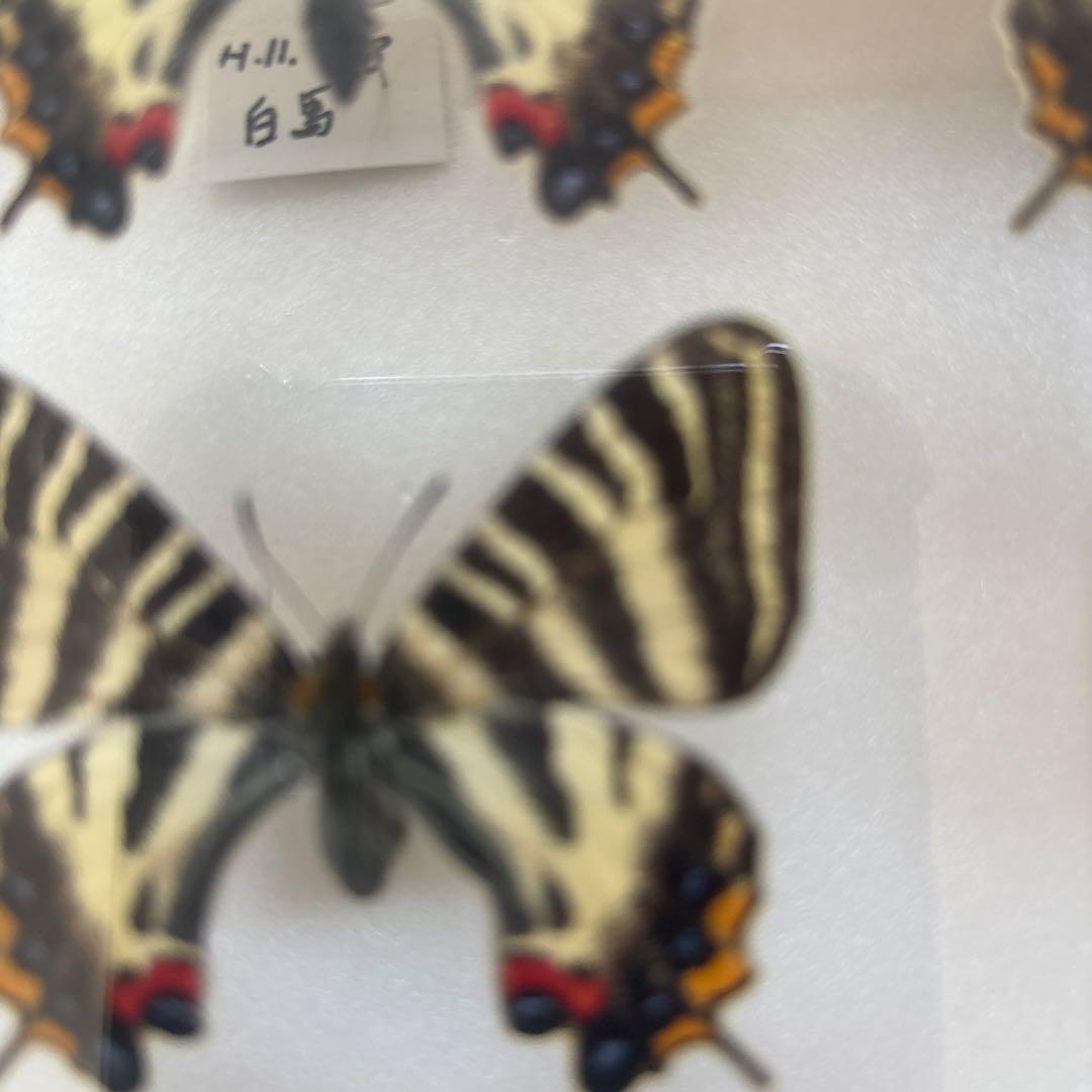 蝶の標本 木製フレーム入り
