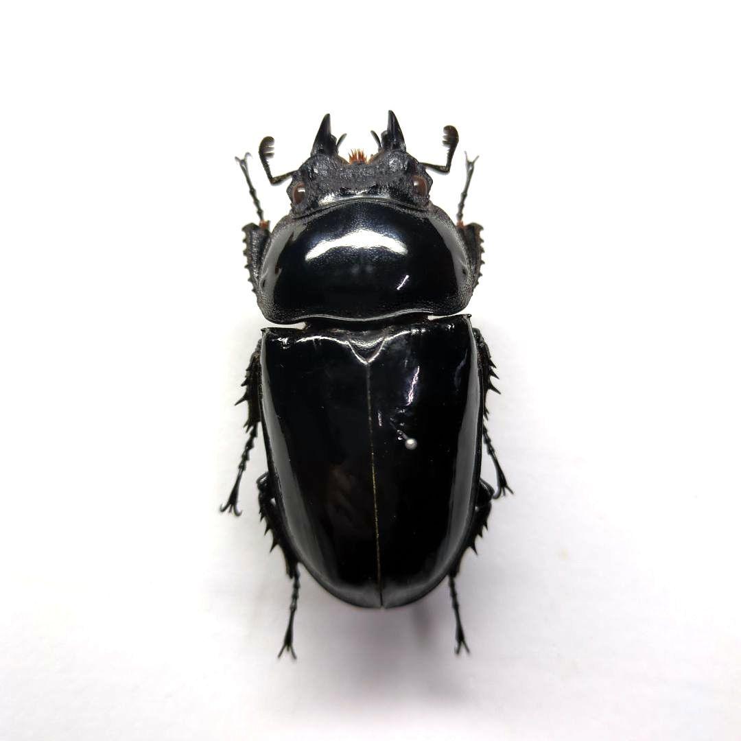 外国産蝶標本】ステノゼムスウスバ♀/インド.ザンスカール産/57mm