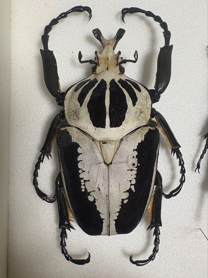 未展足160mm】オオキバウスバカミキリ標本 Macrodontia昆虫標本
