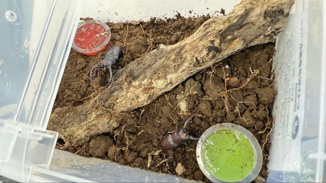 会社で育ててるクワガタ2匹 クワガタ WD】《セアカフタマタクワガタ 84mm ペア》 | KPW公式