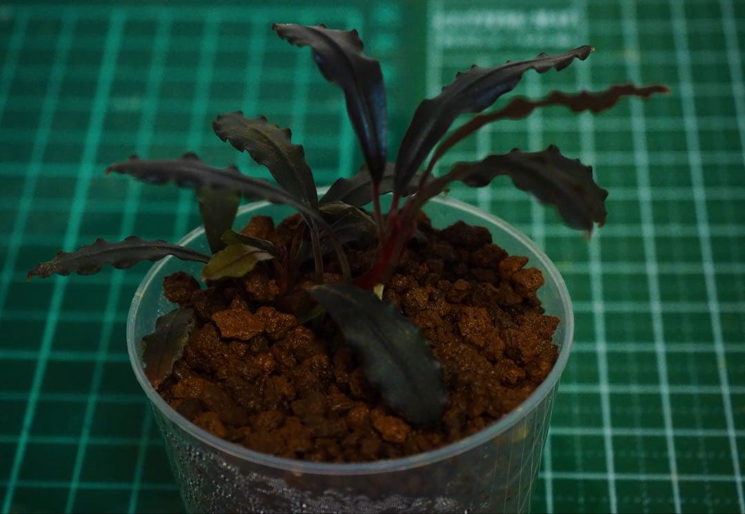 Bucephalandra sp.Ghost kalimantan Bucephalandra sp.Ghost