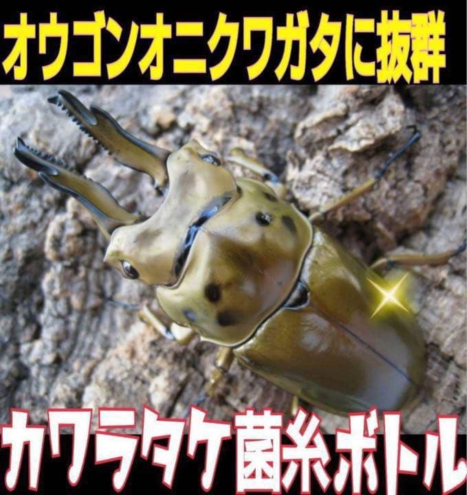 極上！カワラタケ菌糸瓶【6本】特殊アミノ酸強化配合！タランドゥス
