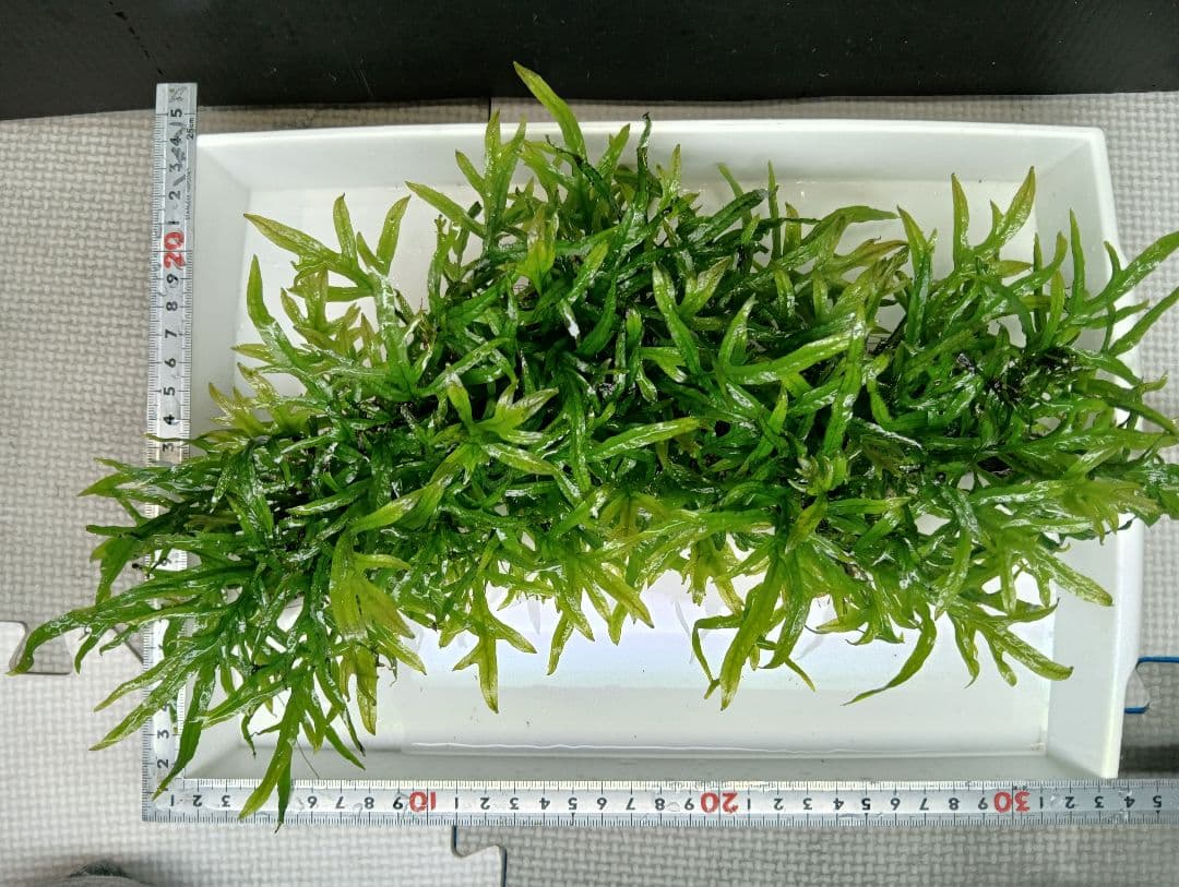 ミクロソリウムsp,ソカン シャープリーフ流木活着