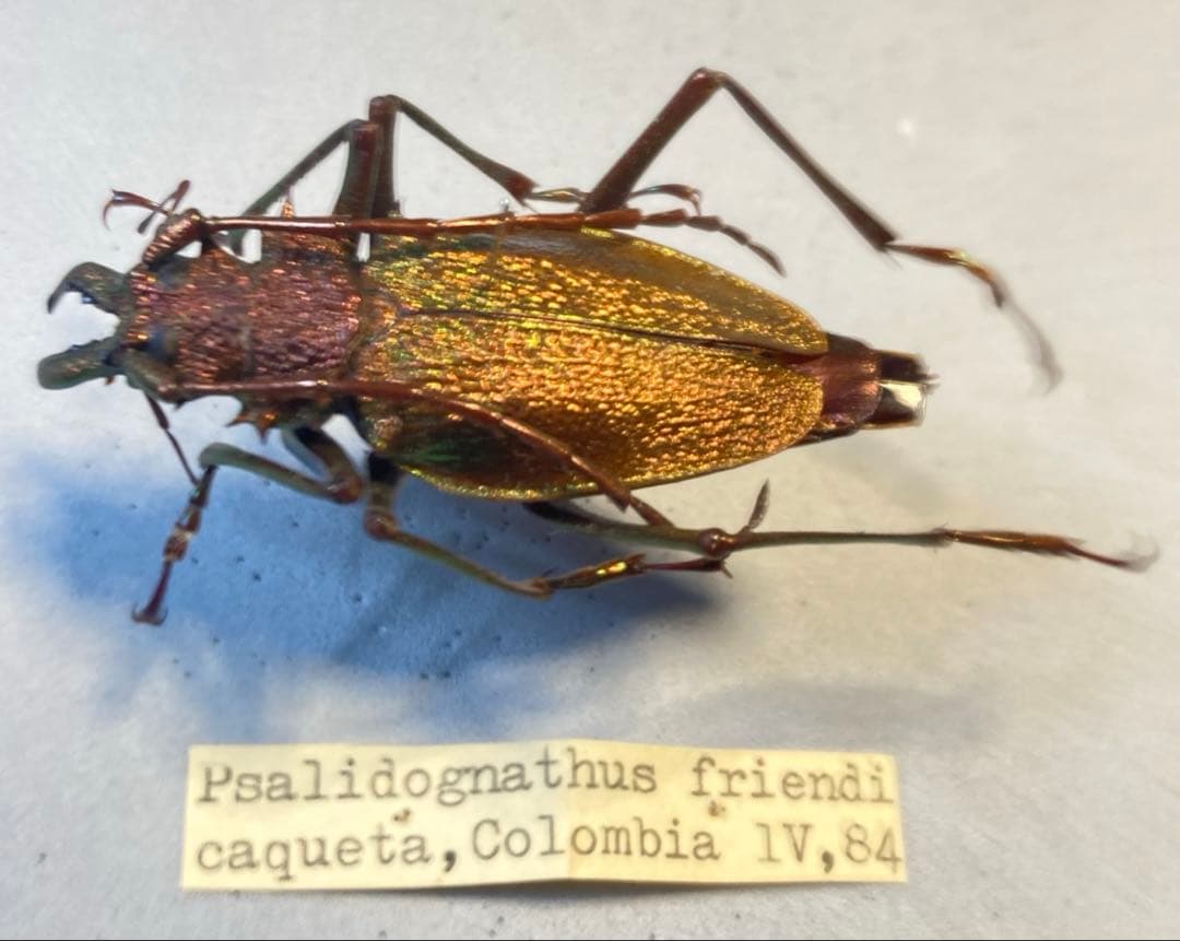 オニカミキリ 約52ミリ '84 コロンビア産 - メルカリ