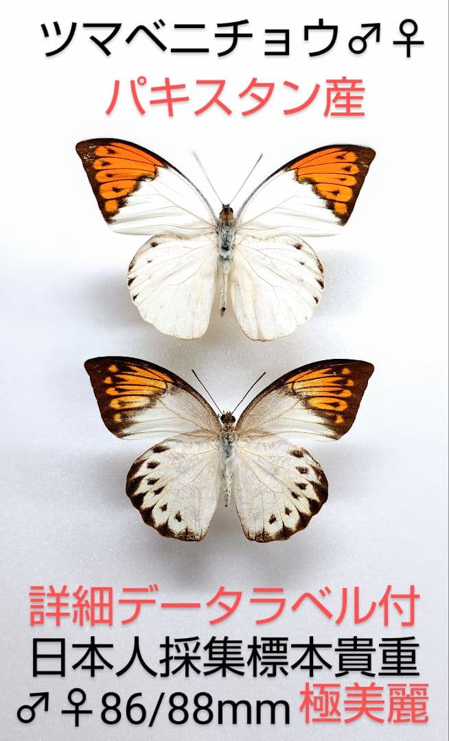 ツマベニチョウ♂♀標本★ パキスタン産★激レア産地貴重日本人採集標本美麗 □ 外国産蝶標本 ヒイロ(デタニ)ツマベニチョウ A-♂ ペレン島 産 野外