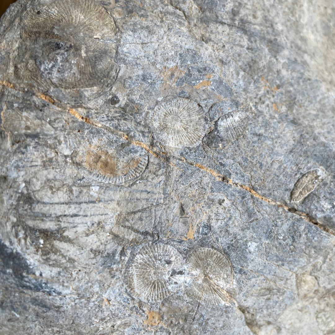 蛇体石 ミケリニア 化石 - メルカリ