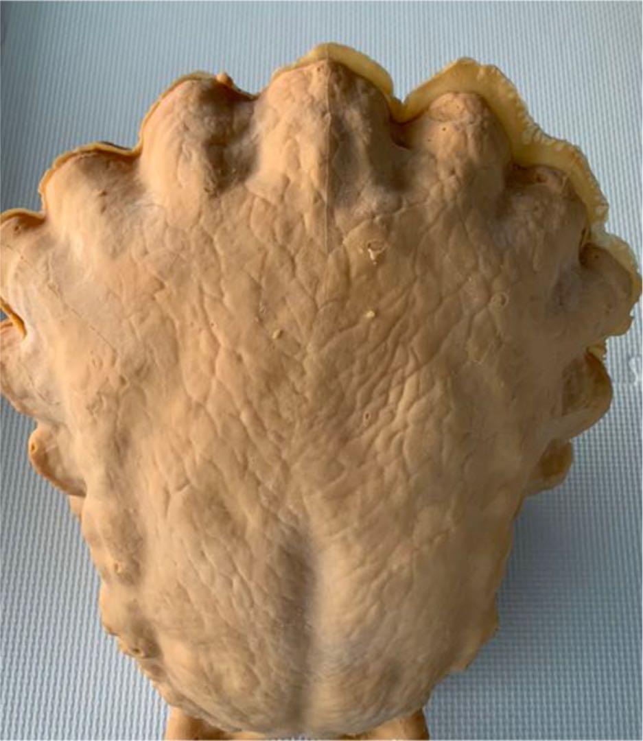 プレデター　1/1ヘッド　プロップレプリカ