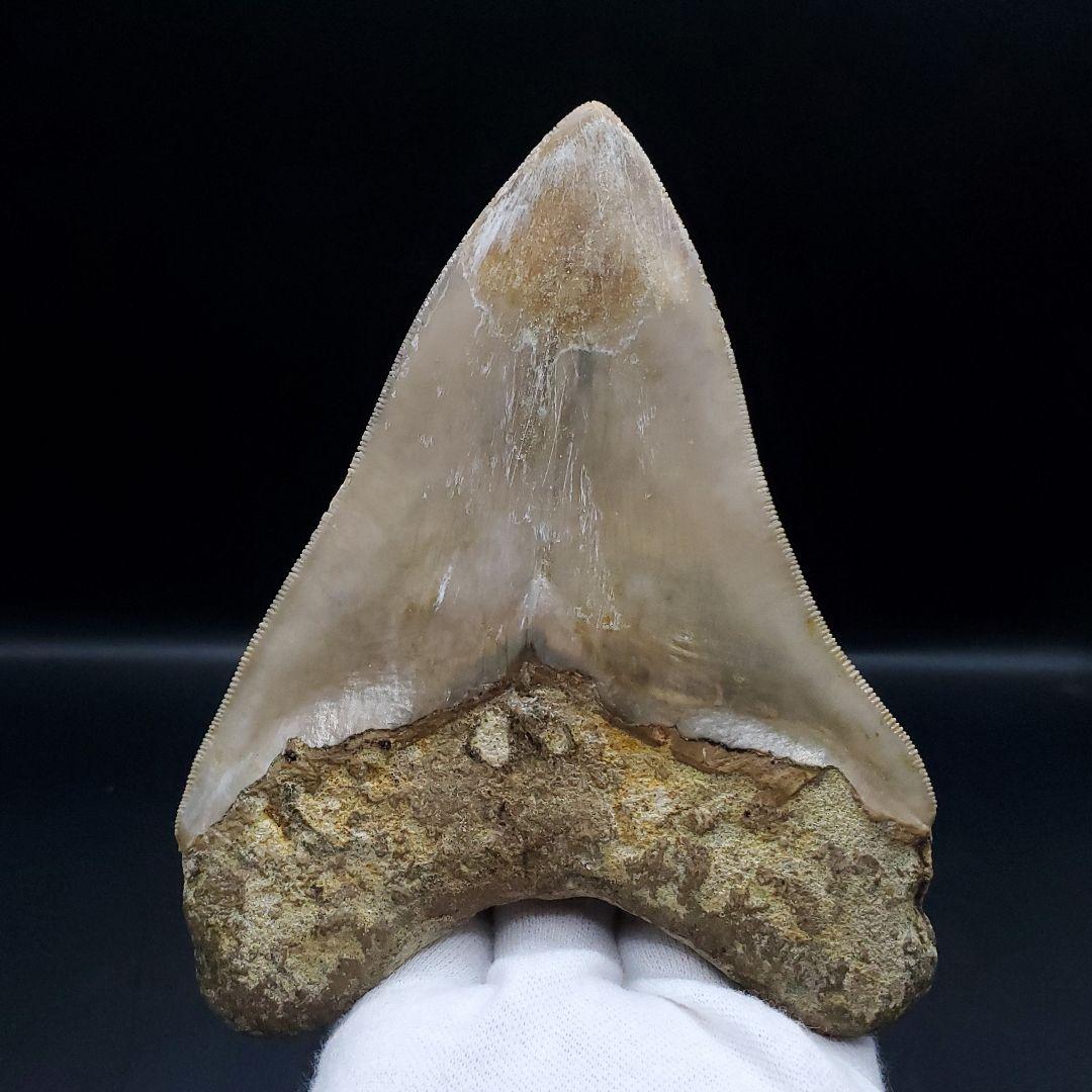 極上 メガロドン 歯 化石 本物 インドネシア 127.05mm mg8