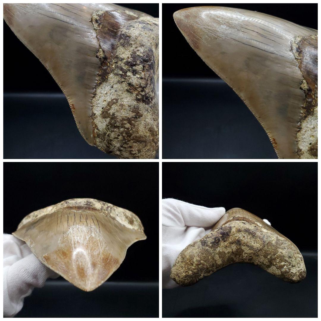 極上 メガロドン 歯 化石 本物 インドネシア 127.05mm mg8