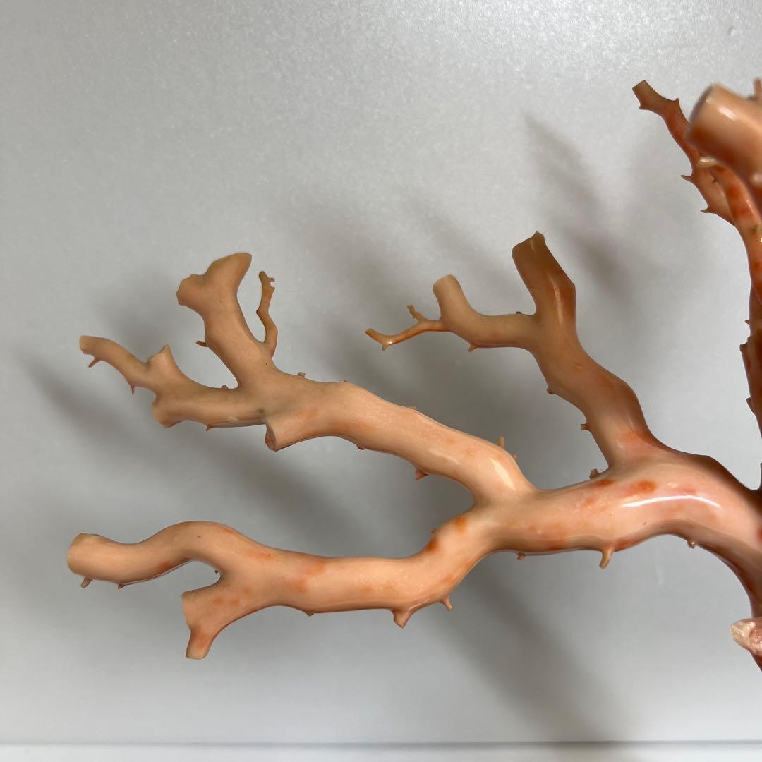 特大 極太桃色珊瑚 台付 3674g 東Y7-1106☆2Fトコオ