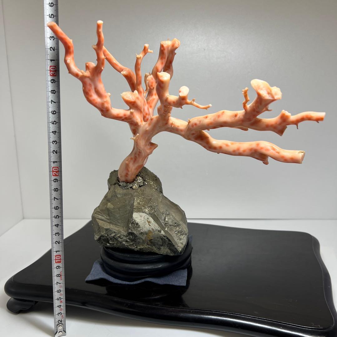 特大 極太桃色珊瑚 台付 3674g 東Y7-1106☆2Fトコオ