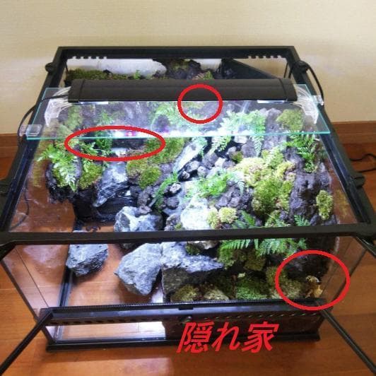 受注生産】滝のあるアクアテラリウム グラステラリウム 4530イモリウム