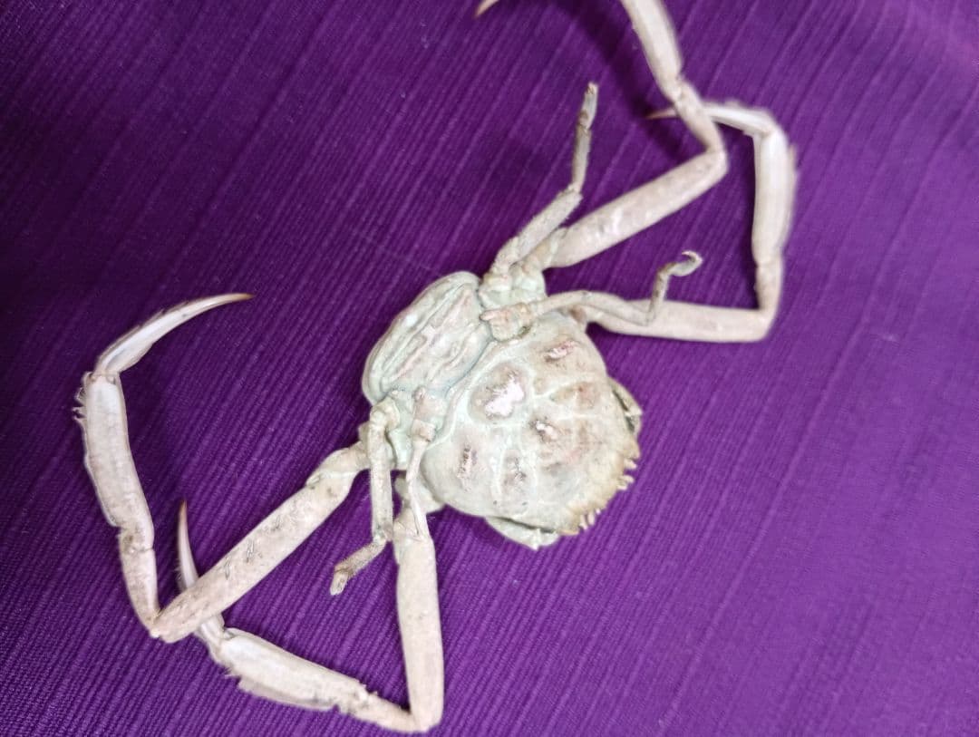 源平合戦古戦場讃岐屋島壇ノ浦周防下関檀之浦戦い平家武者怨霊海底人面