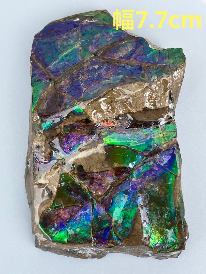 化石　原石　アンモライト　アンモナイト　幅7.7cm カナダ産　箱付き 楽天市場】アンモライト アンモナイト化石 カナダアルバータ州