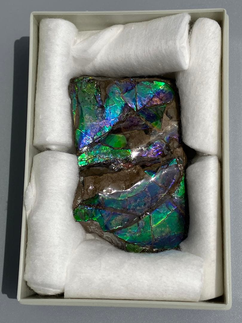 化石原石アンモライトアンモナイト幅7.7cm カナダ産箱付き