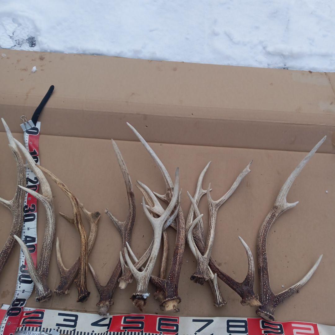 蝦夷鹿の角、犬のおもちゃ、工芸品などに 11番 天然蝦夷鹿