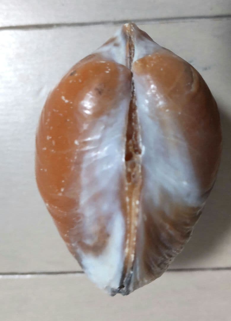 イセシラガイ 化石 3個セット 広島市中区八丁堀 アンモナイト 化石 貝