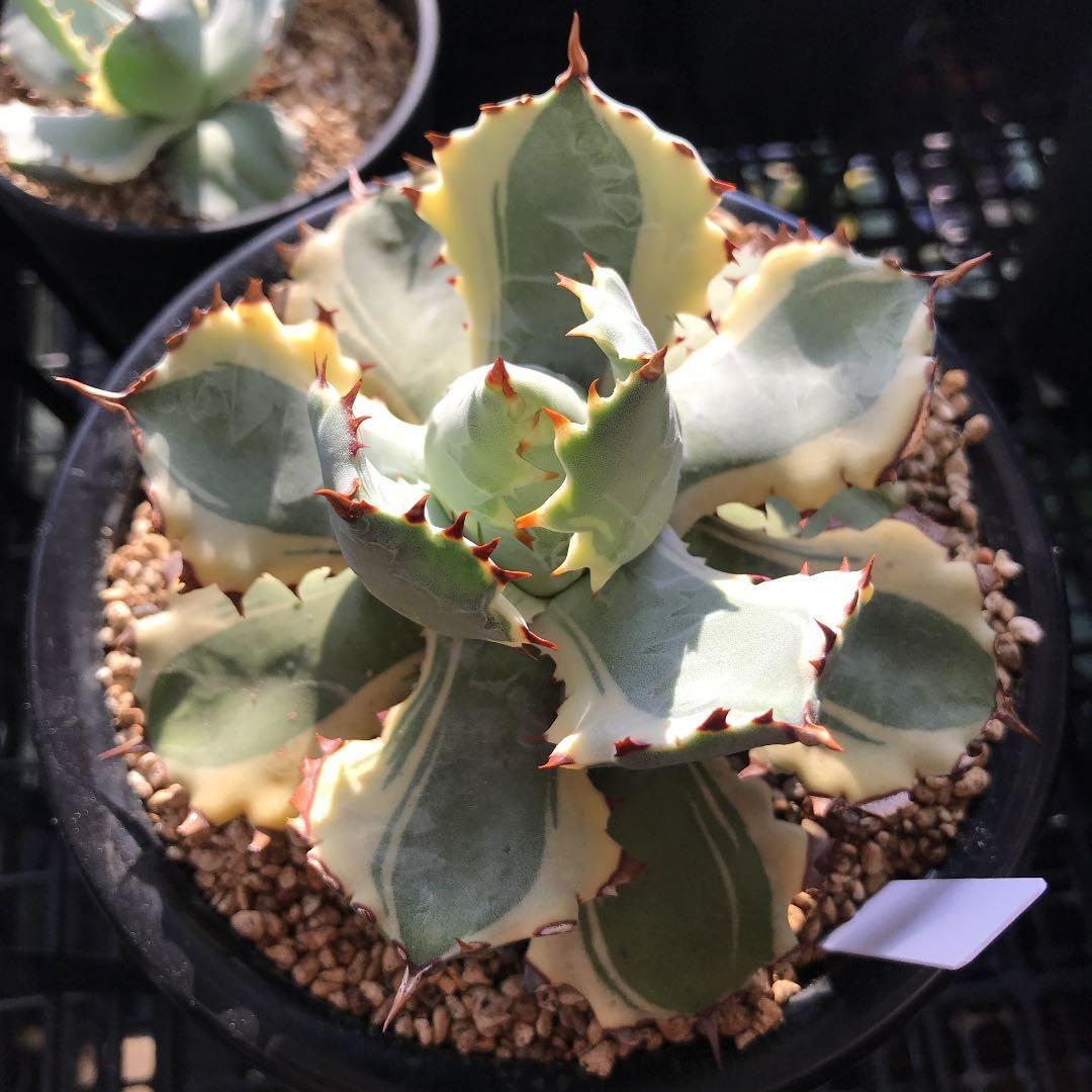 備前 焼き締め 登窯 前嶋類子 フリーカップ 販売 備前焼 穴窯 備前焼