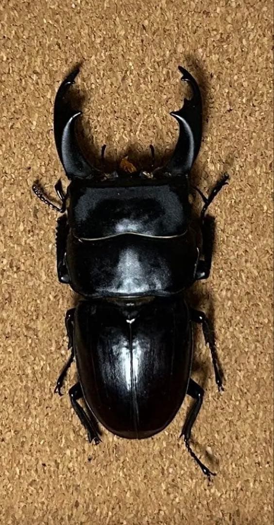 パナマ産 オプティマプラチナコガネ 24mm