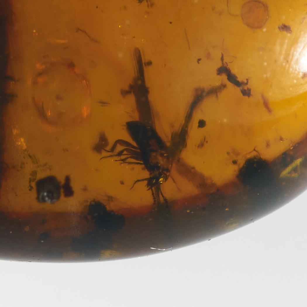 ZB096虫入り琥珀化石 ミャンマー カムティかタナイ産 9900万年前