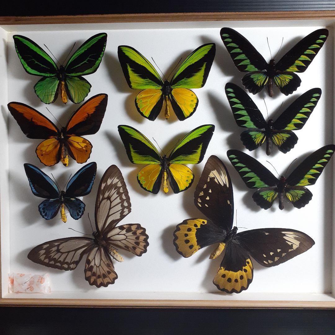 蝶標本　トリバネアゲハ、オオルリアゲハなど19種37頭　大型ドイツ標本箱２箱入り
