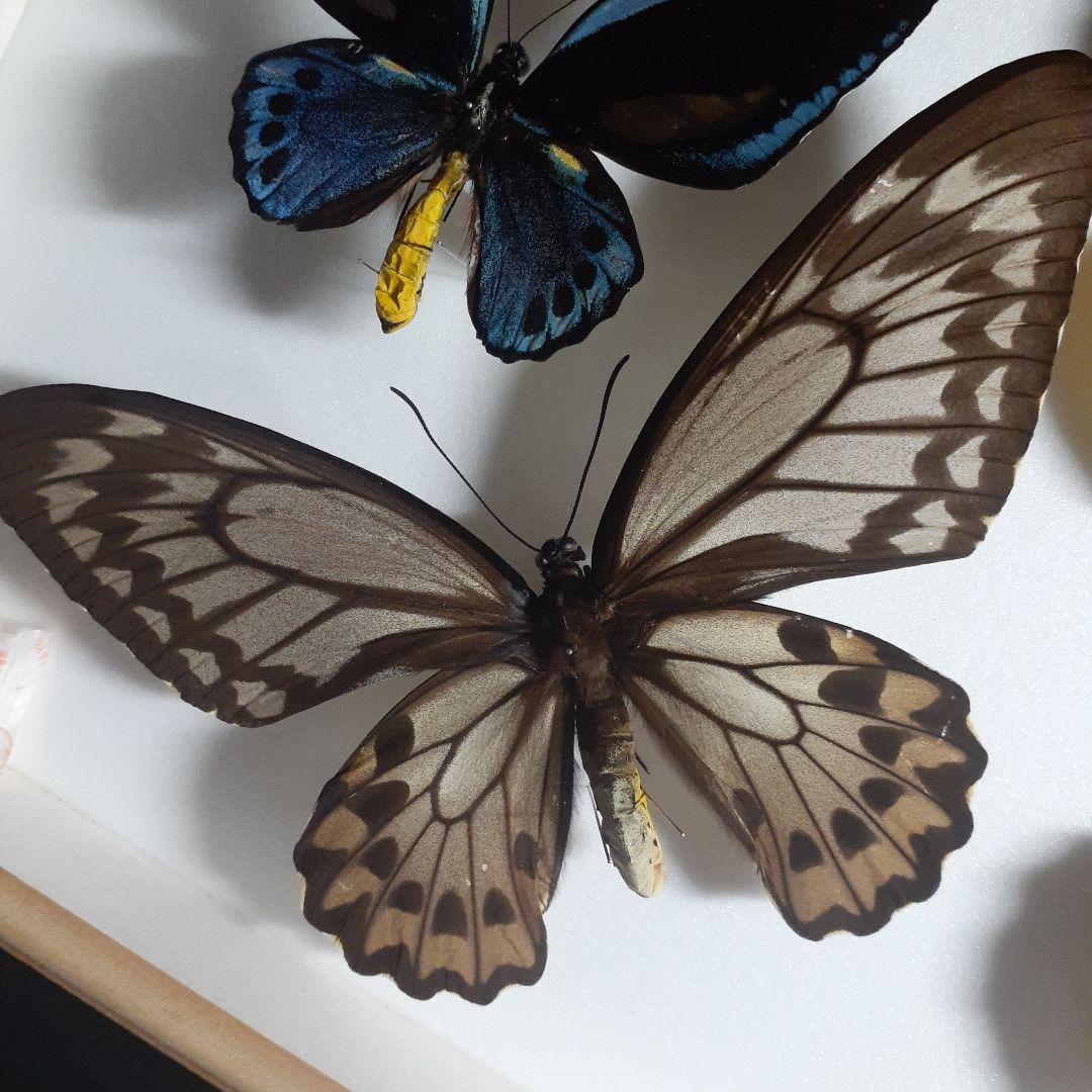 蝶標本　トリバネアゲハ、オオルリアゲハなど19種37頭　大型ドイツ標本箱２箱入り