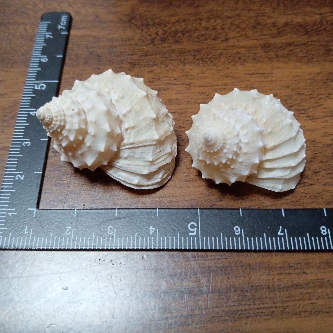 貝殻標本 イガギンエビス⑥