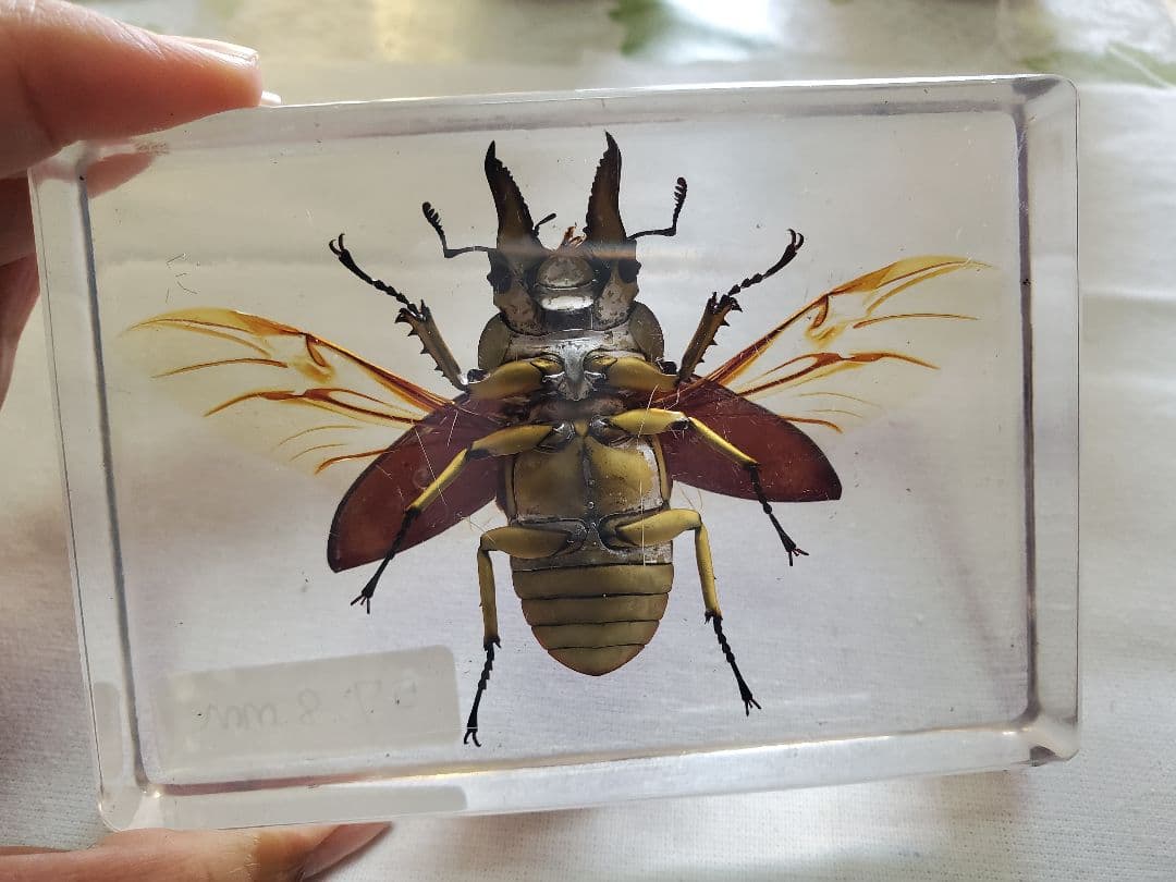 オウゴンオニクワガタ樹脂標本 - メルカリ