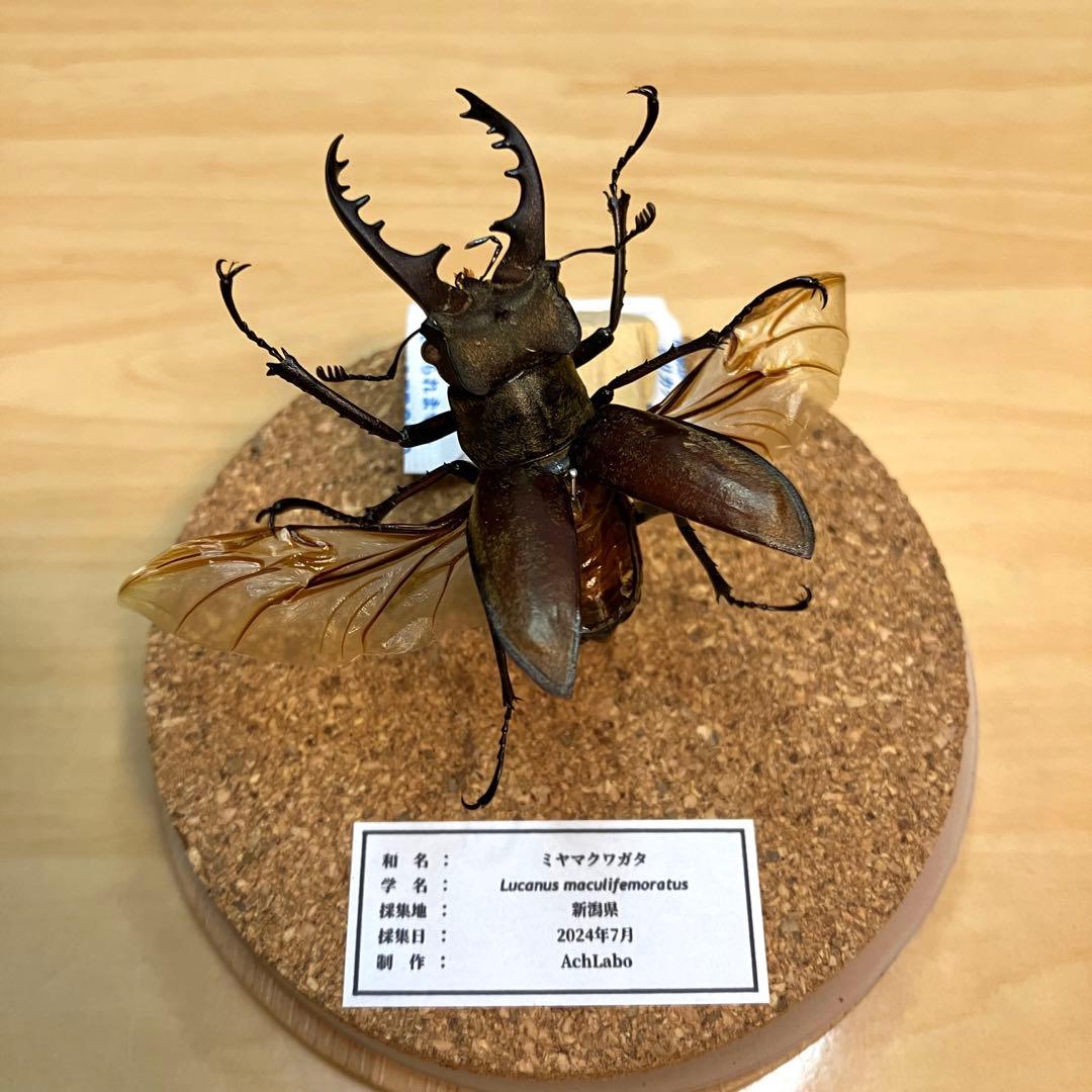 昆虫標本】ミヤマクワガタ飛翔 ガラスケース入り - メルカリ