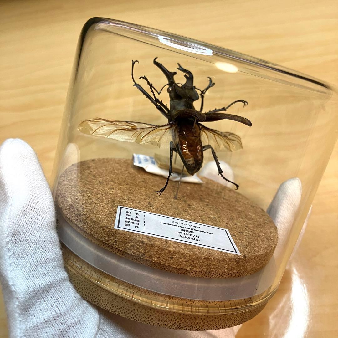 昆虫標本】ミヤマクワガタ飛翔 ガラスケース入り - メルカリ