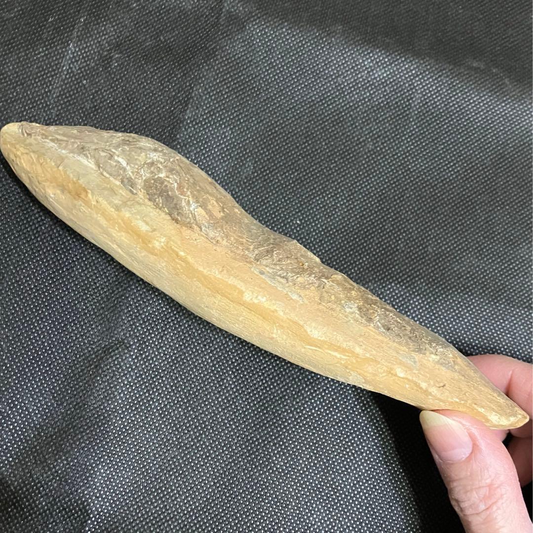 凡そ一億年前のブラジル・セアラ州産絶滅古代魚ラコレピスの化石