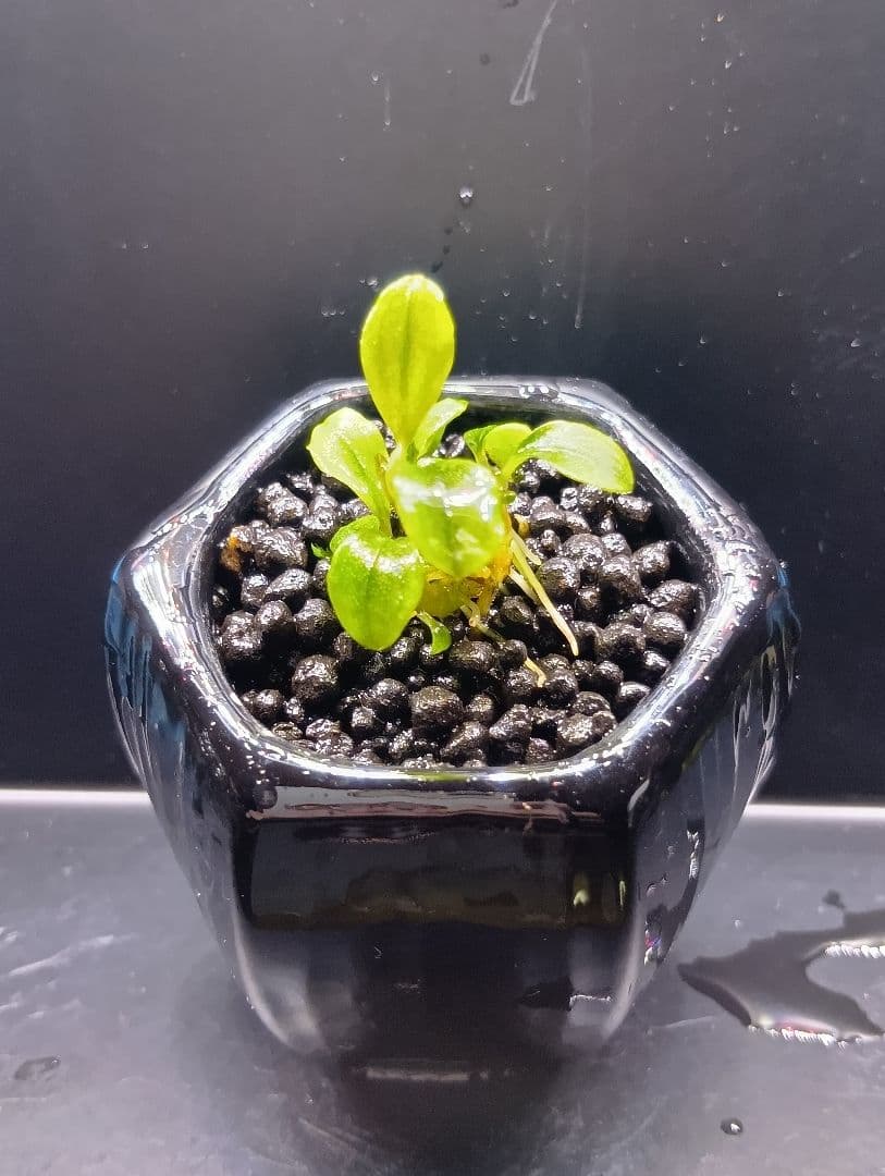 ブセファランドラspクダガン・ソルディデュラブルー・グリーン