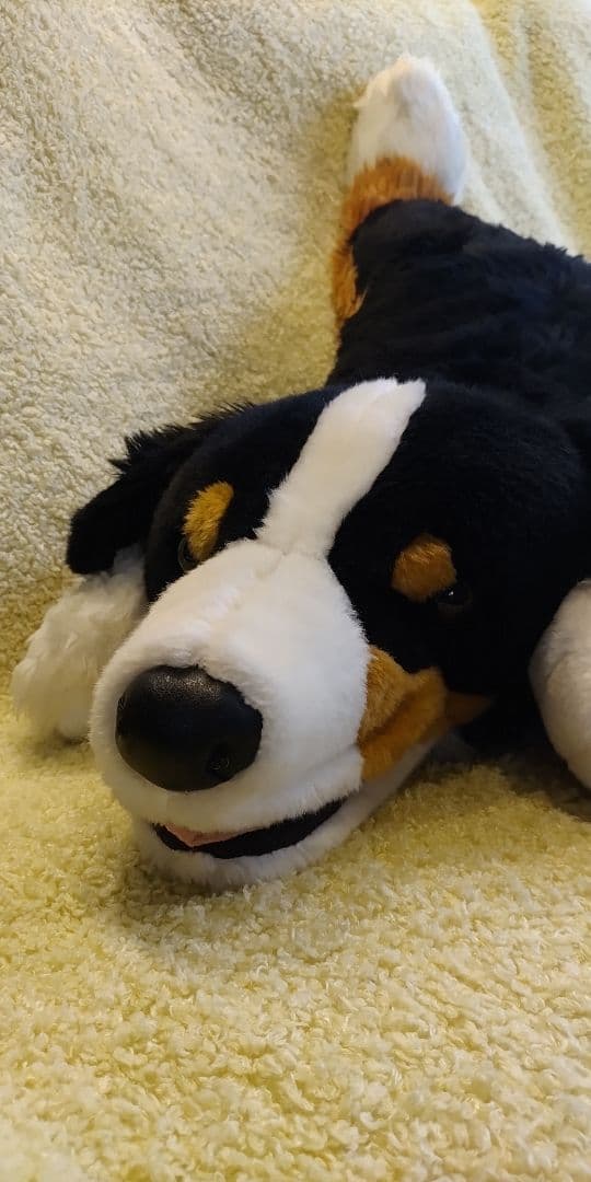 ハッピー★バーニーズマウンテンドッグ　特大ぬいぐるみ