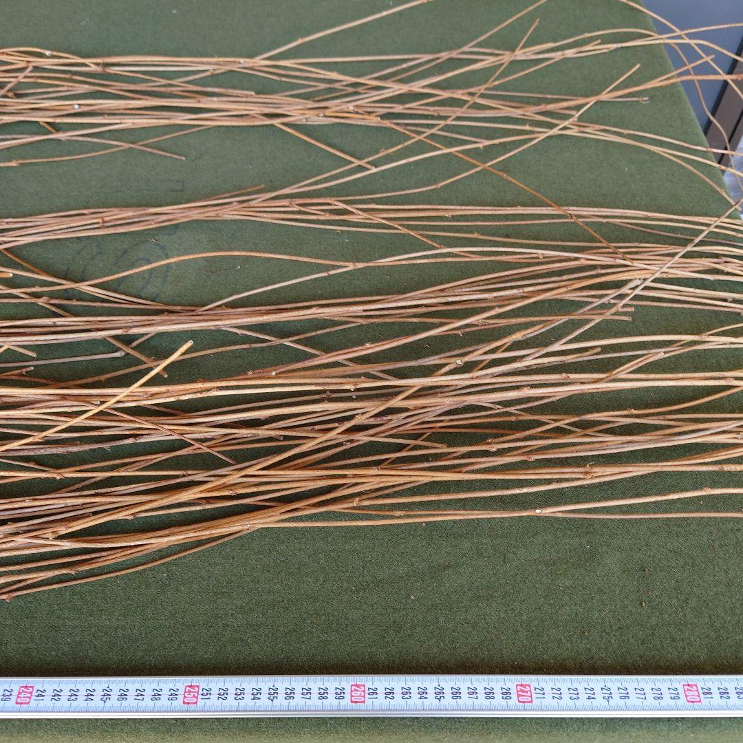 アケビの蔓(根蔓ランナー）