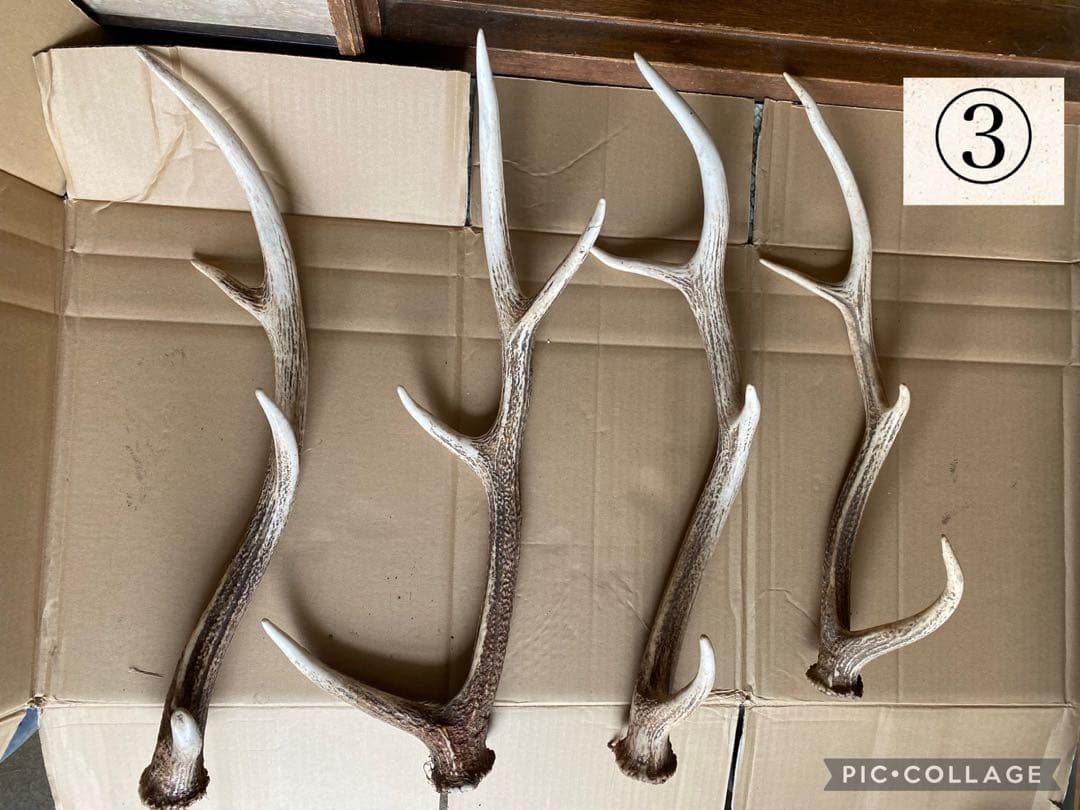 鹿の角 30本