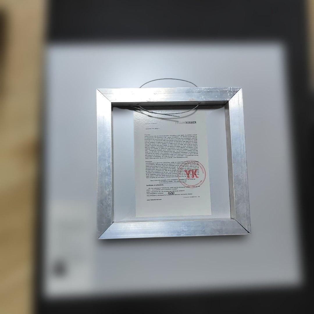 YELLOWKORNER フォトアート ライオン アクリルフォト