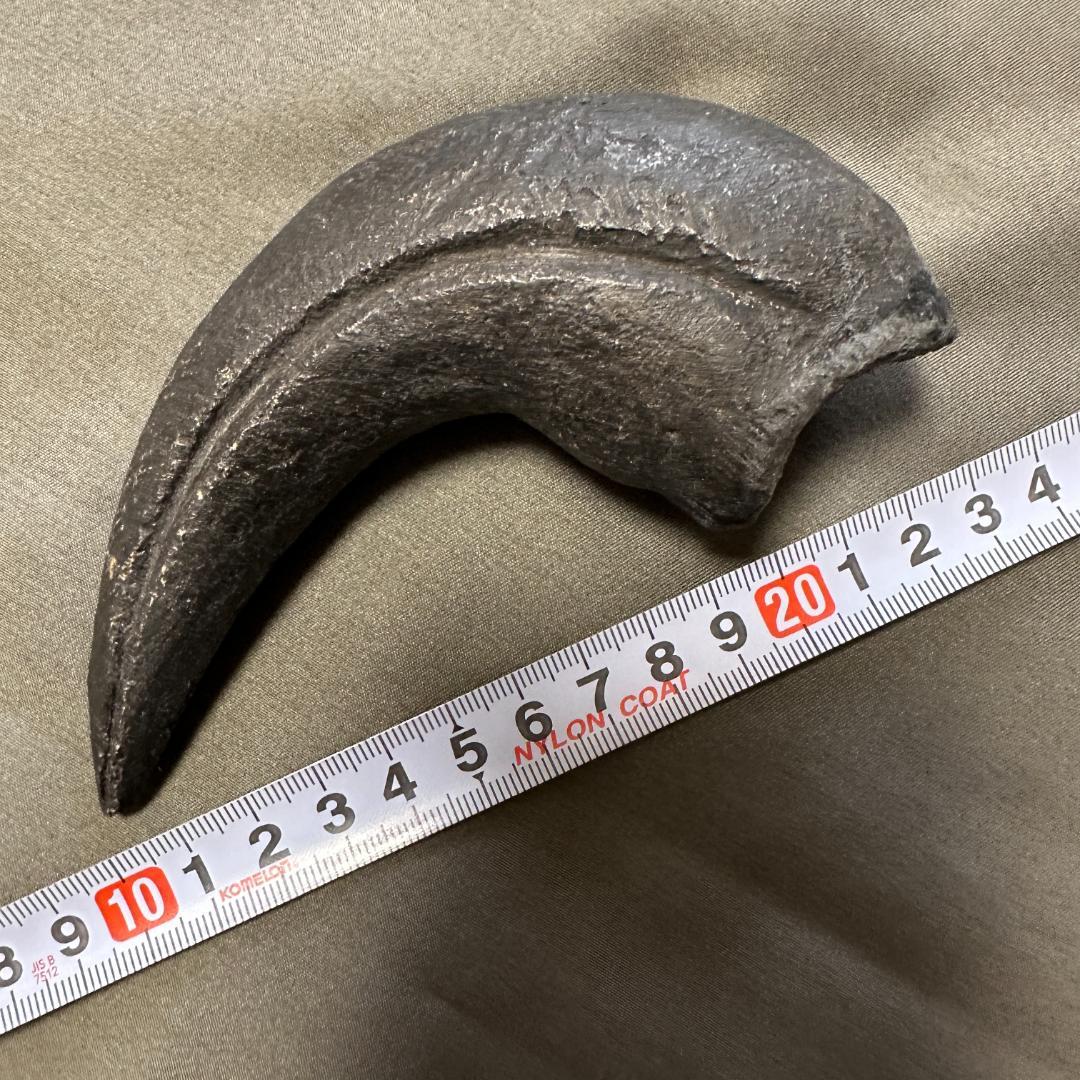カルカロドントサウルス ハンドクロウ かぎ爪 化石 肉食恐竜 獣脚類 1516