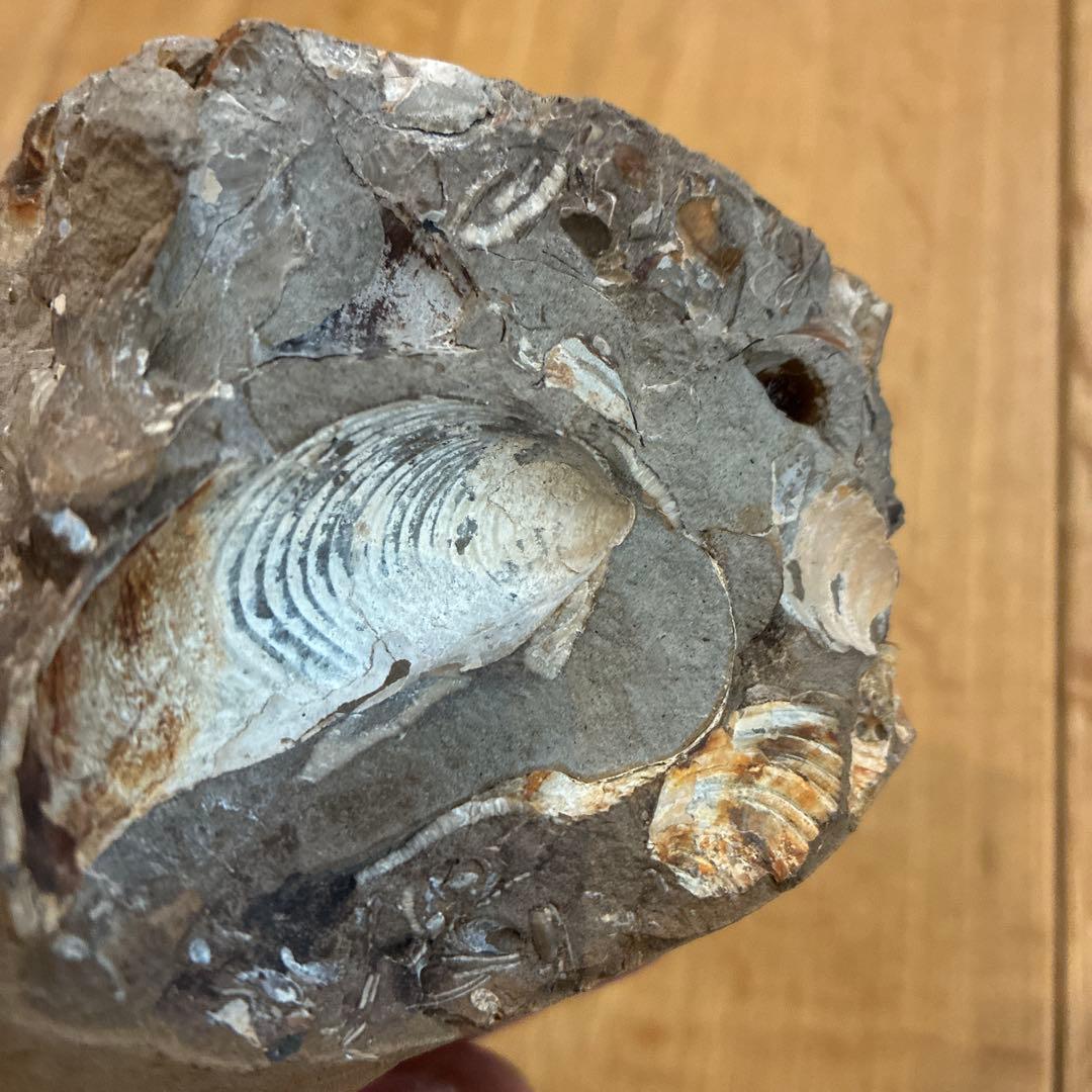 アンモナイト化石 約20cm 1997.8採掘の通販｜elegannews.com