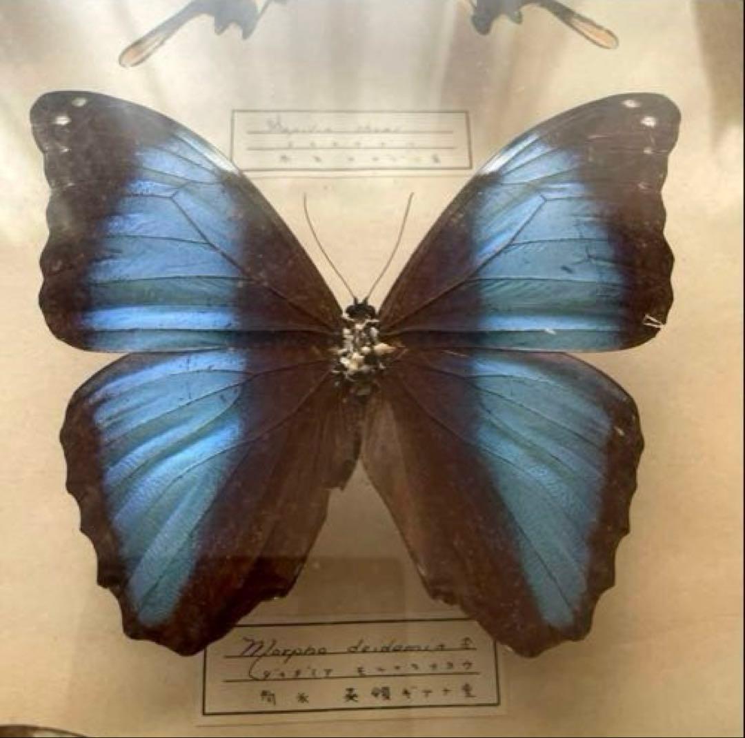 モルフォ蝶 他 アンティーク蝶標本 ヴィンテージ標本 全22種類