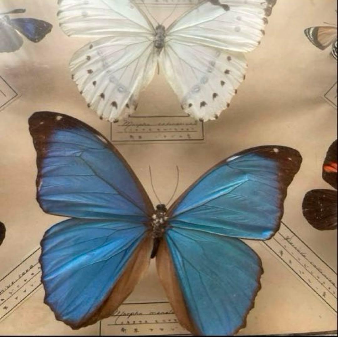 モルフォ蝶 他 アンティーク蝶標本 ヴィンテージ標本 全22種類