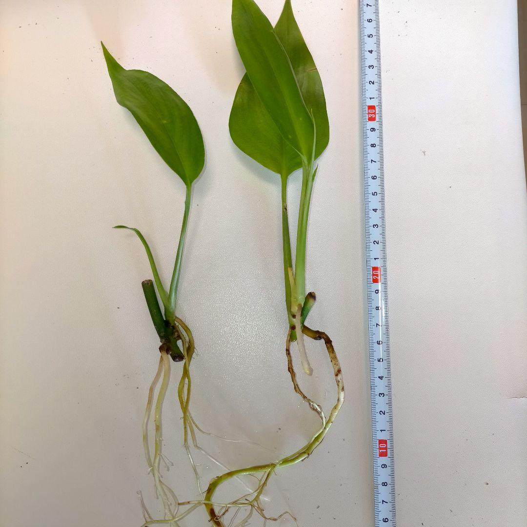 ヤマサキカズラ（発根済み）水上葉2本セット✳ 新葉出てます✳ - メルカリ