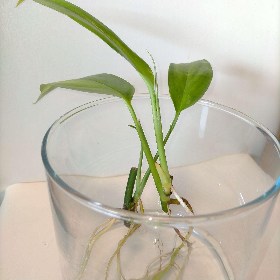 ヤマサキカズラ（発根済み）水上葉2本セット✳ 新葉出てます✳ - メルカリ