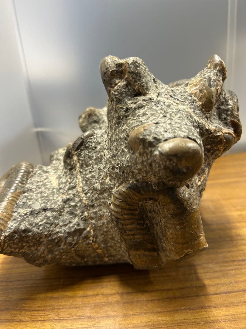 希少】異常巻きアンモナイト化石ヘテロマーファスカフィテス属4730g