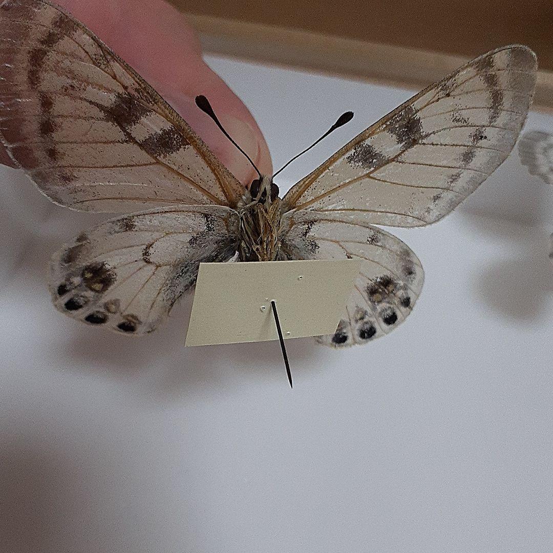 節約 希少種/パルナシウスの王者/アウトクラトールウスバシロチョウ