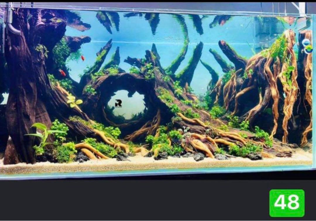 Bidayuha Crassispatha Kalimantan Barat子株 魚用品・水草