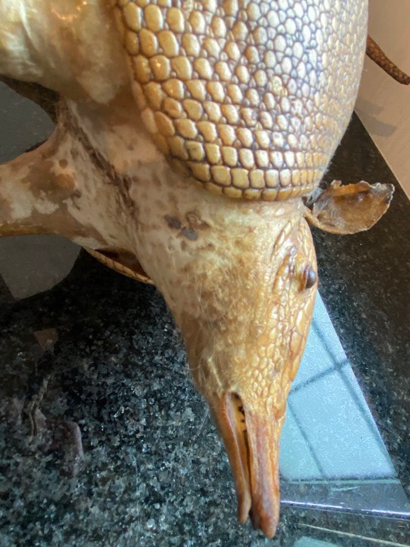 アルマジロ剥製 置物 インテリア 置き物 哺乳類 被甲目 標本 オブジェ