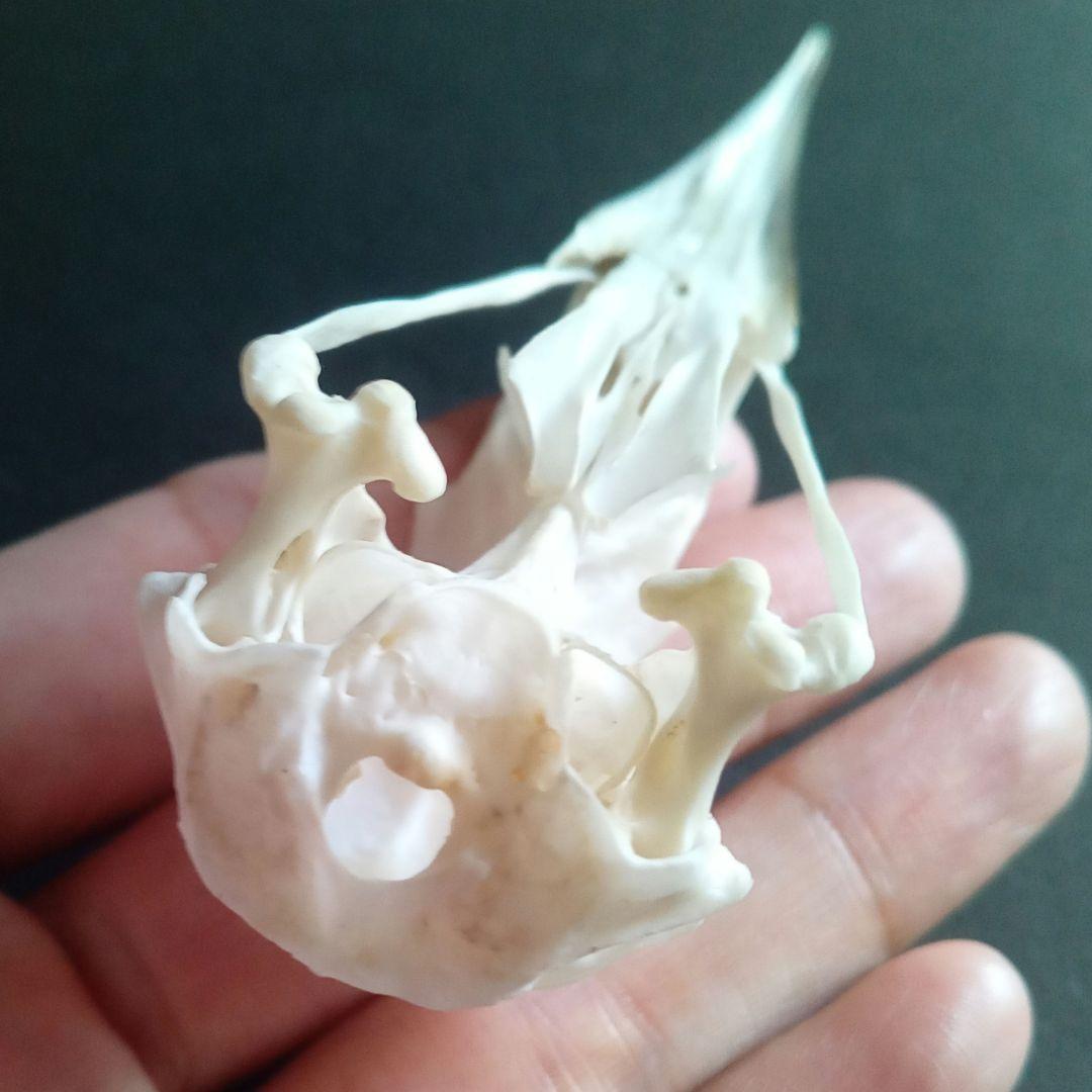 アオサギ 鷺 頭部 頭骨 スカル 極美麗標本