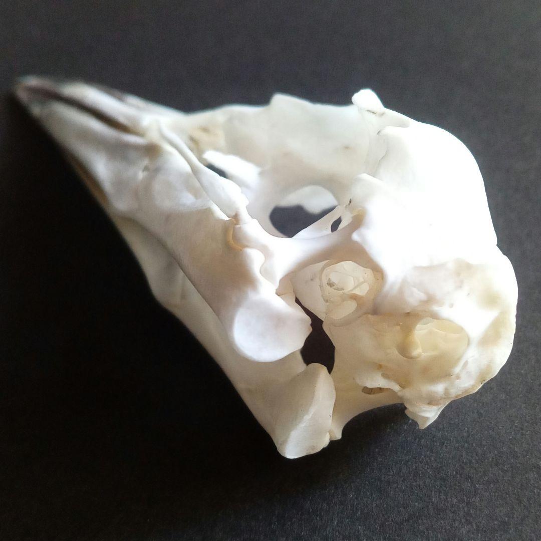 アオサギ 鷺 頭部 頭骨 スカル 極美麗標本